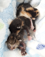 Wilma, Irma und Walburga
