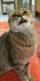 Omi