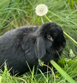 Kaninchen Nala
